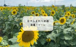 熊谷・遠藤ファームのひまわり畑がすごい！夏の迷路体験と癒しの蜂蜜ドリンク🌻