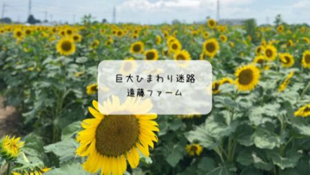 熊谷・遠藤ファームのひまわり畑がすごい！夏の迷路体験と癒しの蜂蜜ドリンク🌻