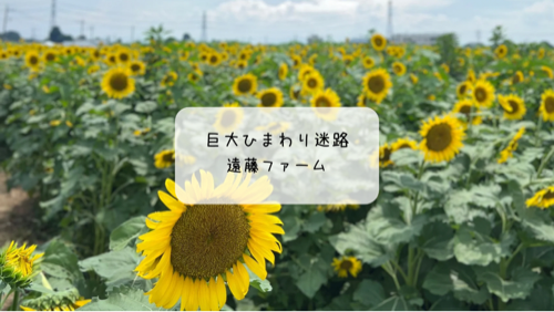 熊谷・遠藤ファームのひまわり畑がすごい!夏の迷路体験と癒しの蜂蜜ドリンク🌻