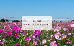 コスモスアリーナふきあげに行ってきた!色とりどりのコスモス畑が広がる絶景スポット【埼玉】