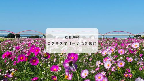 コスモスアリーナふきあげに行ってきた！色とりどりのコスモス畑が広がる絶景スポット【埼玉】