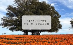 本庄市の絶景スポット✨マリーゴールドの丘公園で見頃の花を満喫🌼