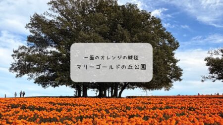 本庄市の絶景スポット✨マリーゴールドの丘公園で見頃の花を満喫🌼