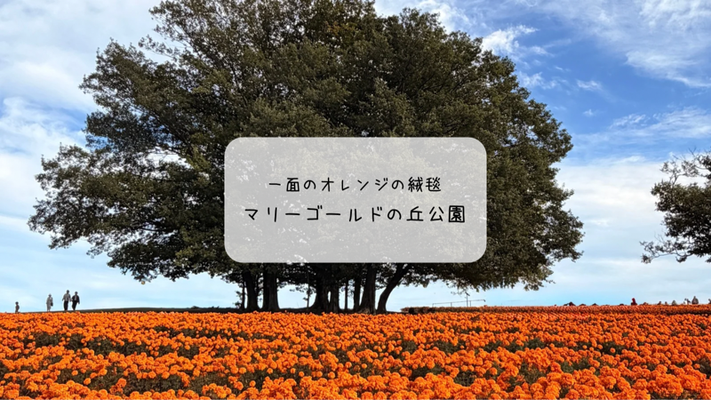 本庄市の絶景スポット✨マリーゴールドの丘公園で見頃の花を満喫🌼