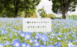 【保存版】熊谷で青の世界に癒される！セラピーガーデンのネモフィラ【入場無料】
