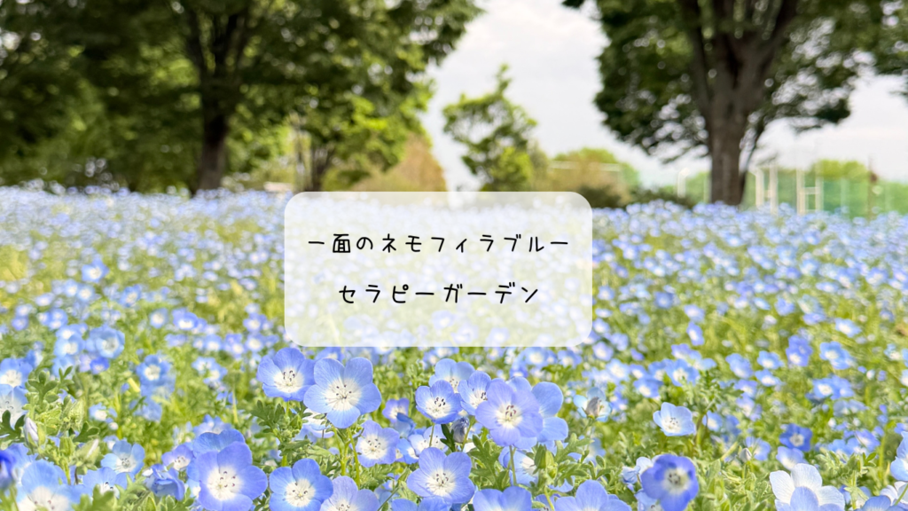 【保存版】熊谷で青の世界に癒される！セラピーガーデンのネモフィラ【入場無料】